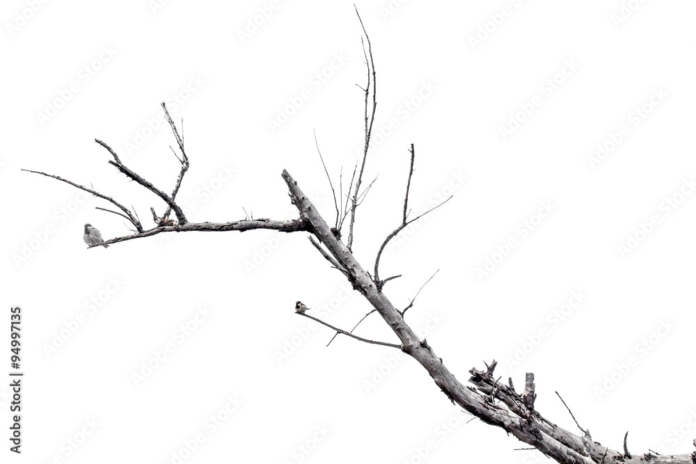 Fototapeta premium oiseaux sur branche sèche, fond blanc 