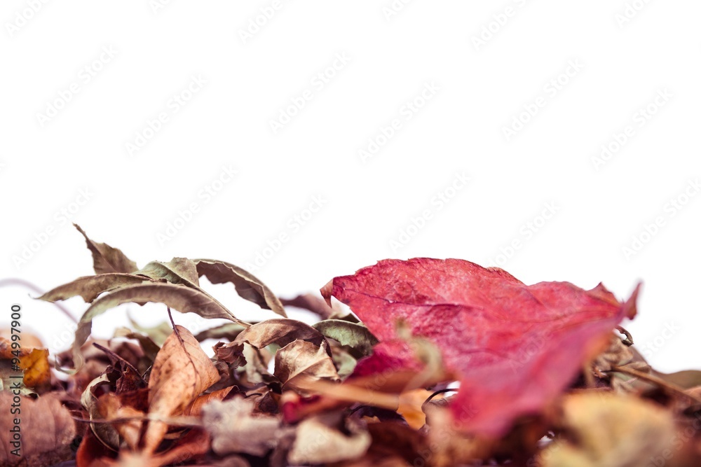 Autumn leaves with copy space Autumn leaves with copy space