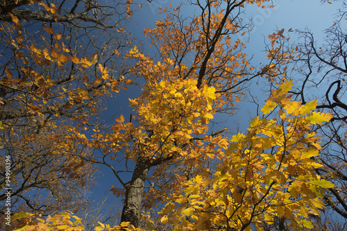 Autumn tree, yellow leaves