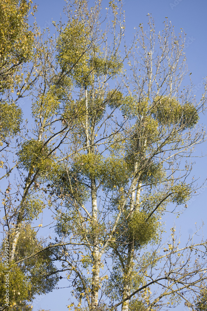 Obraz premium Mistletoe and blue sky background