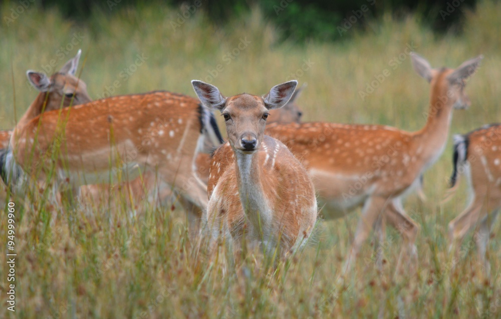 Fallow Deer Fallow Deer