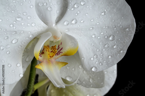 white orchid with drops of water on a dark background 