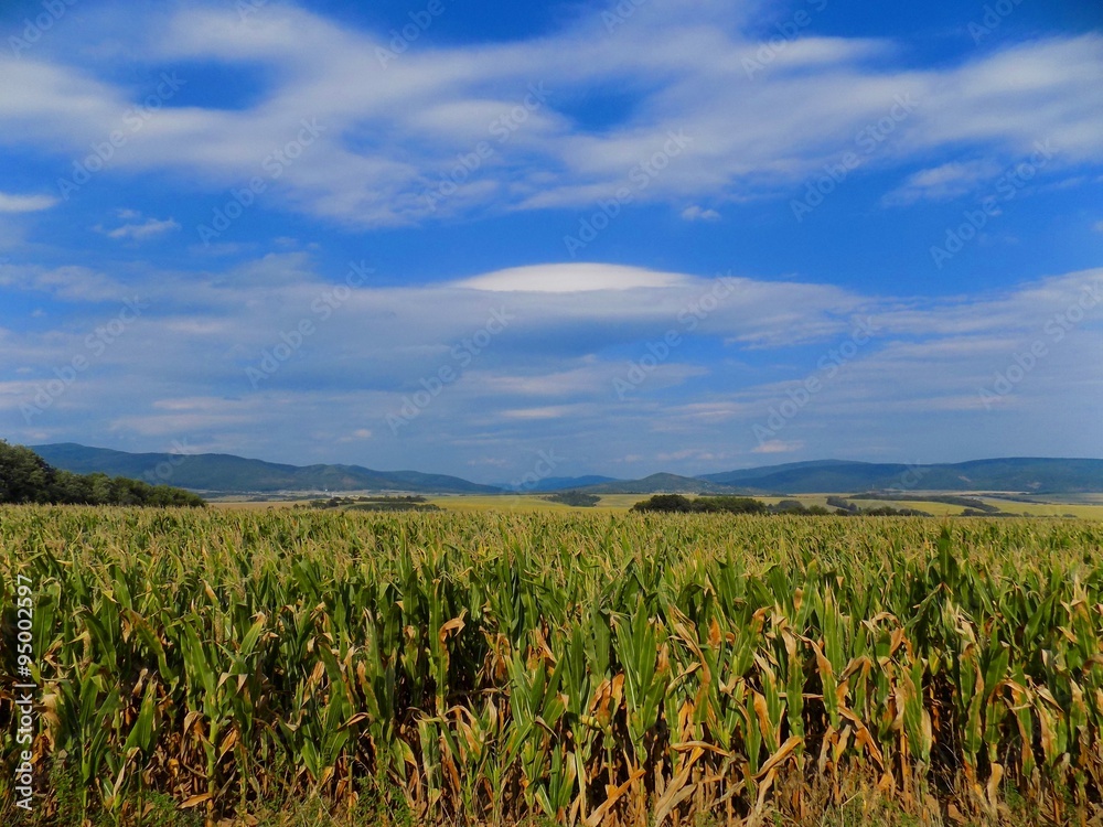 Corn field, hills and sky Corn field, hills and sky