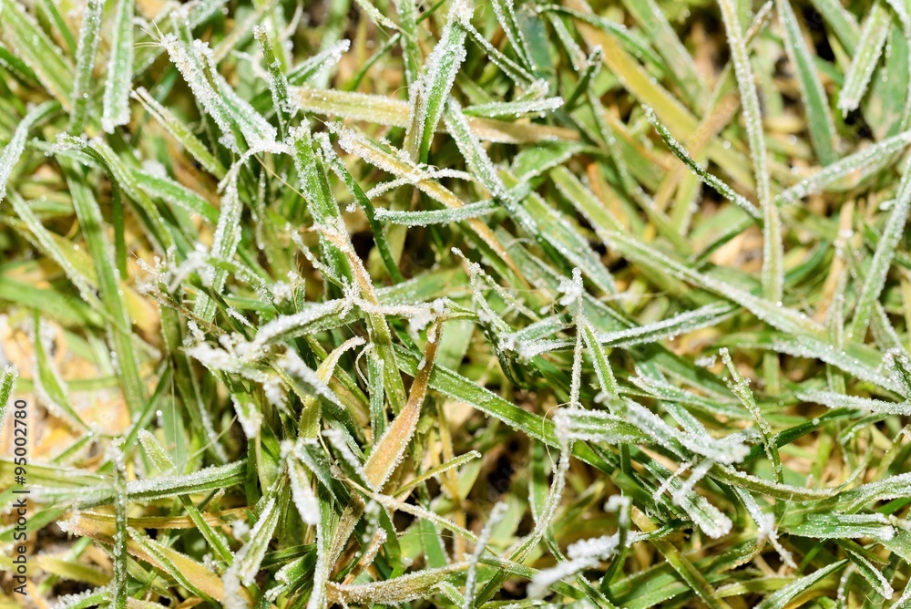 Frost on grass in a cold morning