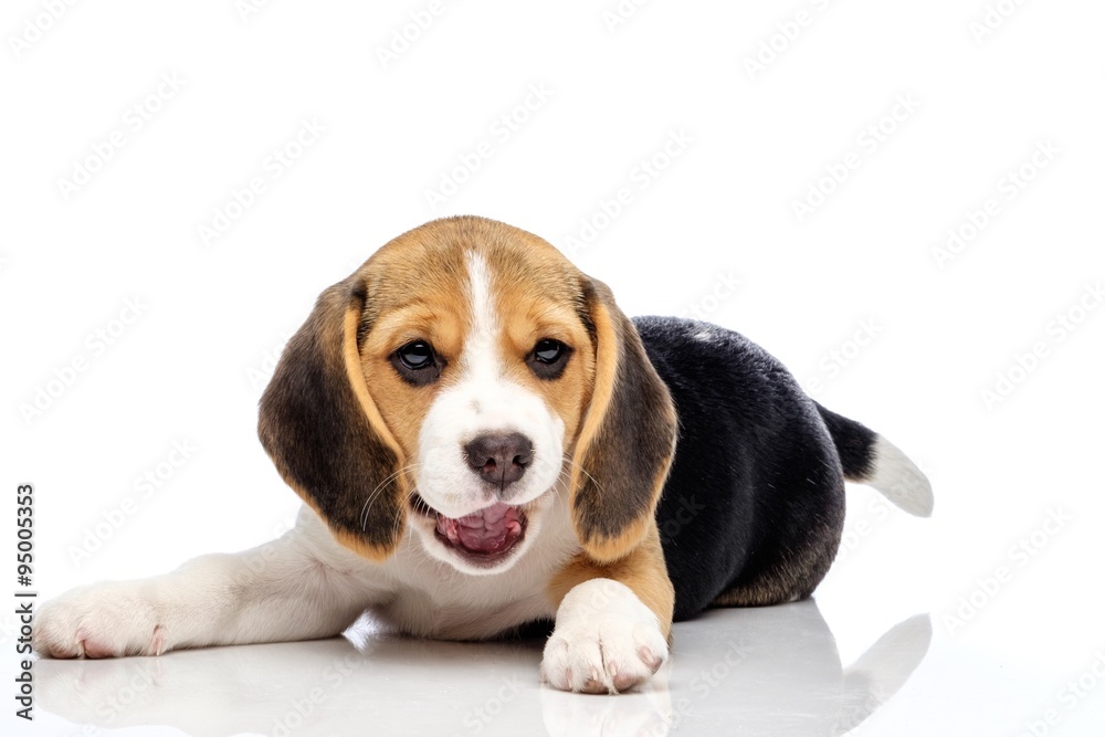 Little beagle puppy isolated on white