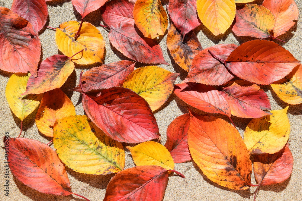 落ち葉のテクスチャ/「紅葉イメージ」や「秋イメージ」等の背景用素材として使用できる写真です。 落ち葉のテクスチャ/「紅葉イメージ」や「秋イメージ」等の背景用素材として使用できる写真です。