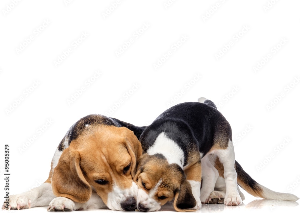 Beautiful beagle family isolated on white Beautiful beagle family isolated on white