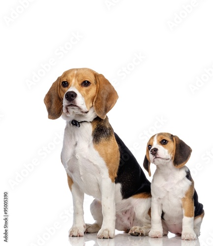 Beautiful beagle family isolated on white