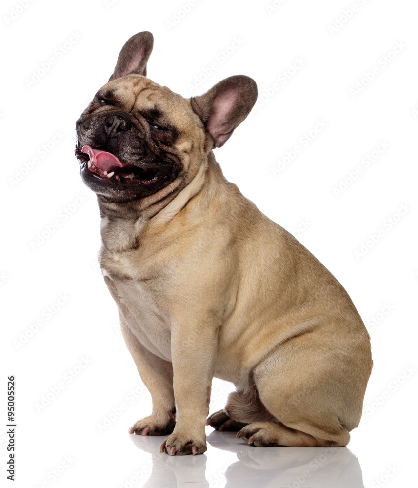 Funny bulldog isolated on  white