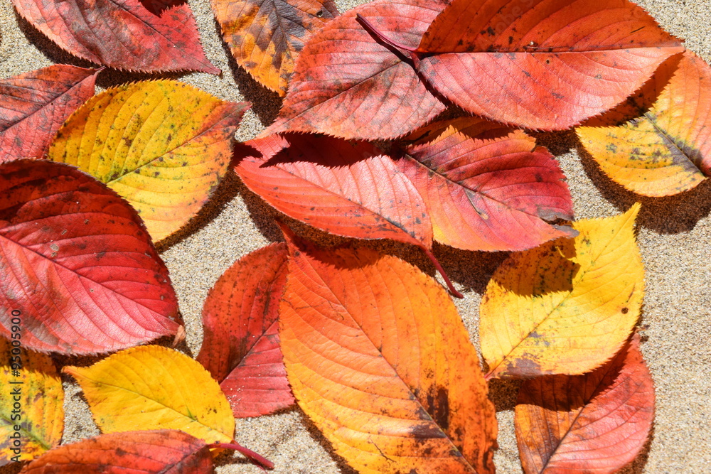 落ち葉のテクスチャ/「紅葉イメージ」や「秋イメージ」等の背景用素材として使用できる写真です。 落ち葉のテクスチャ/「紅葉イメージ」や「秋イメージ」等の背景用素材として使用できる写真です。