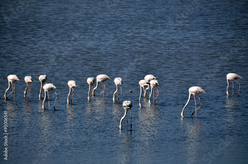 Flamingos view from famous tourism city Bodrum Turkey