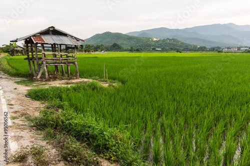 old cottage in the rice fields with Thai temple on mountain