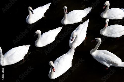 Overhead view of a bevy of Swans on the River Avon, Stratford, UK photo