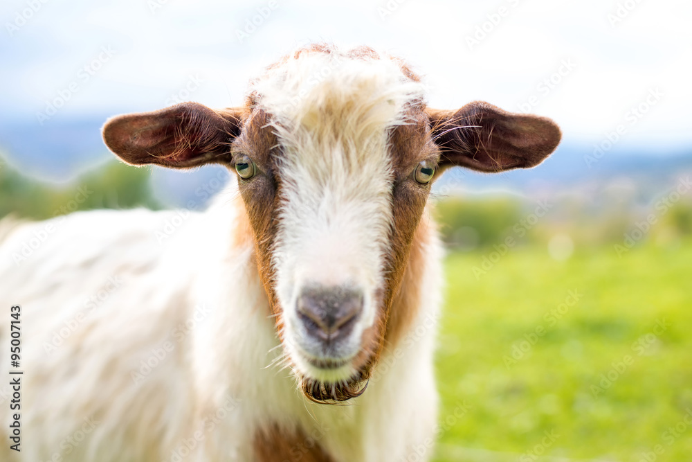 Obraz premium Goat on a pasture - selective focus over the goat, copy space