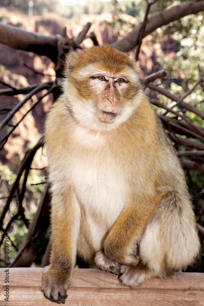 Obraz premium Monkey in the wild in Morocco