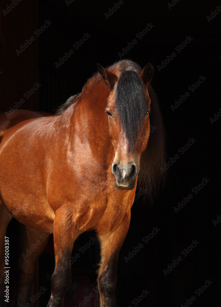Bay belgian draught horse