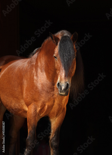 Bay belgian draught horse