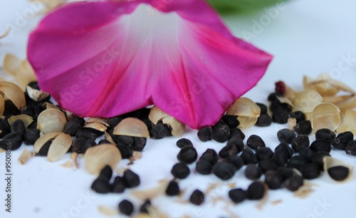 Morning glory plant flower with leaves and seeds on a light background photo