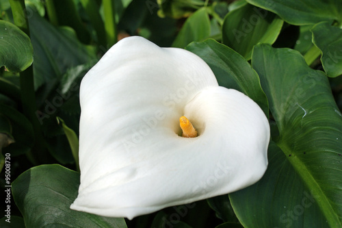 Weiße gewöhnliche Calla, Zantedeschia aethiopica photo