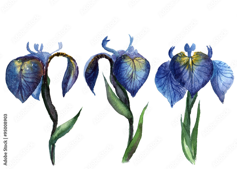 hand drawn watercolor three iris hand drawn watercolor three iris