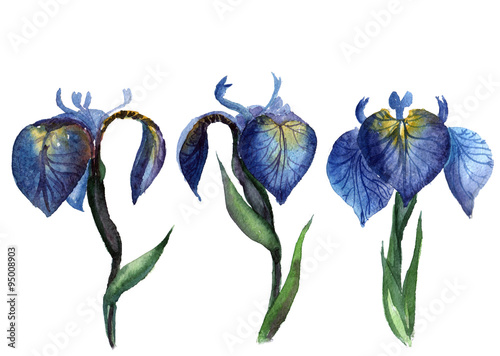hand drawn watercolor three iris