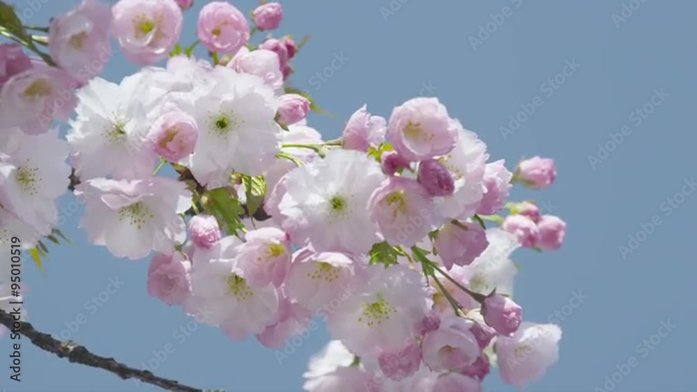 SLOW MOTION: Beautiful cherry tree blooming in spring SLOW MOTION: Beautiful cherry tree blooming in spring