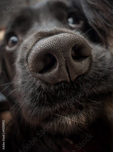 Particolare del muso di un  cane di razza  Cocker spaniel inglese nero photo