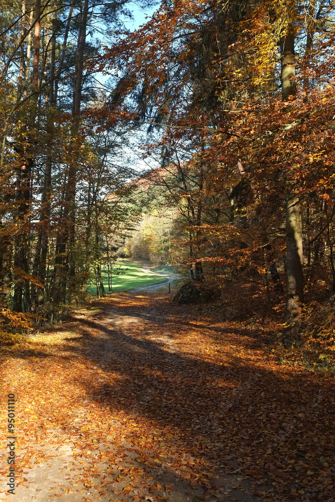 Wald im Herbst