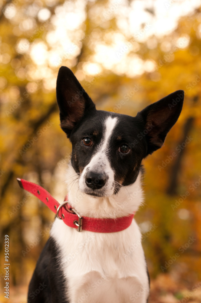 Mixed-breed dog outdoor portrait