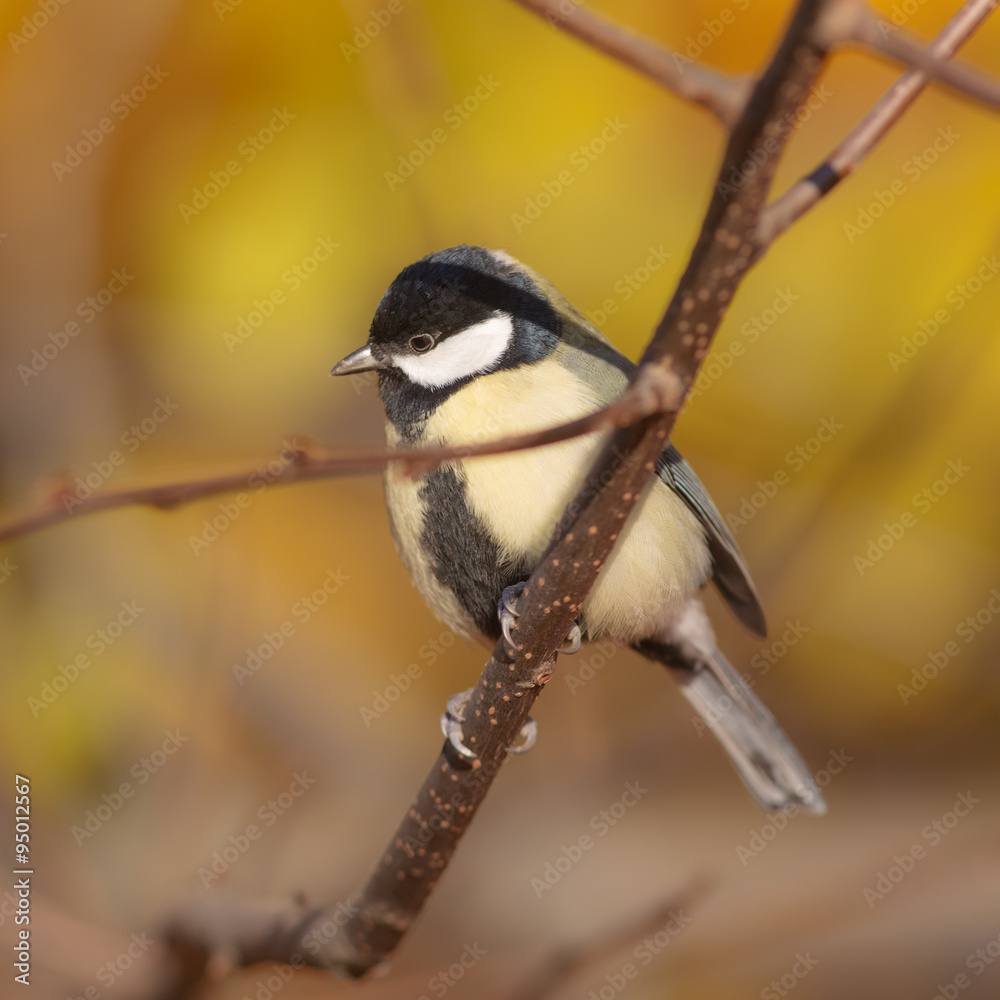 Fototapeta premium titmouse in autumn