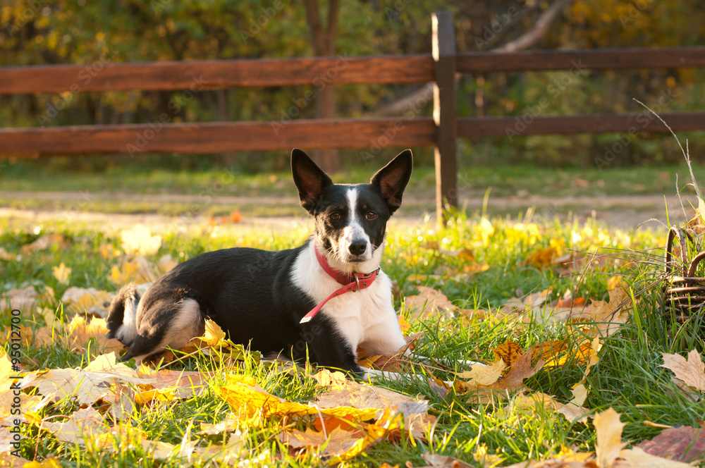 Mixed-breed dog outdoor portrait Mixed-breed dog outdoor portrait