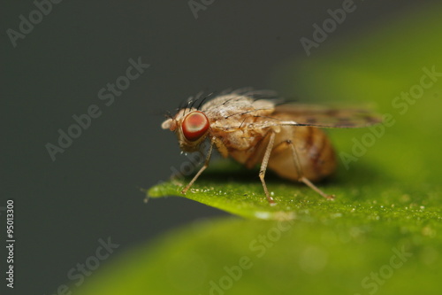 The Fruit fly © JATURA