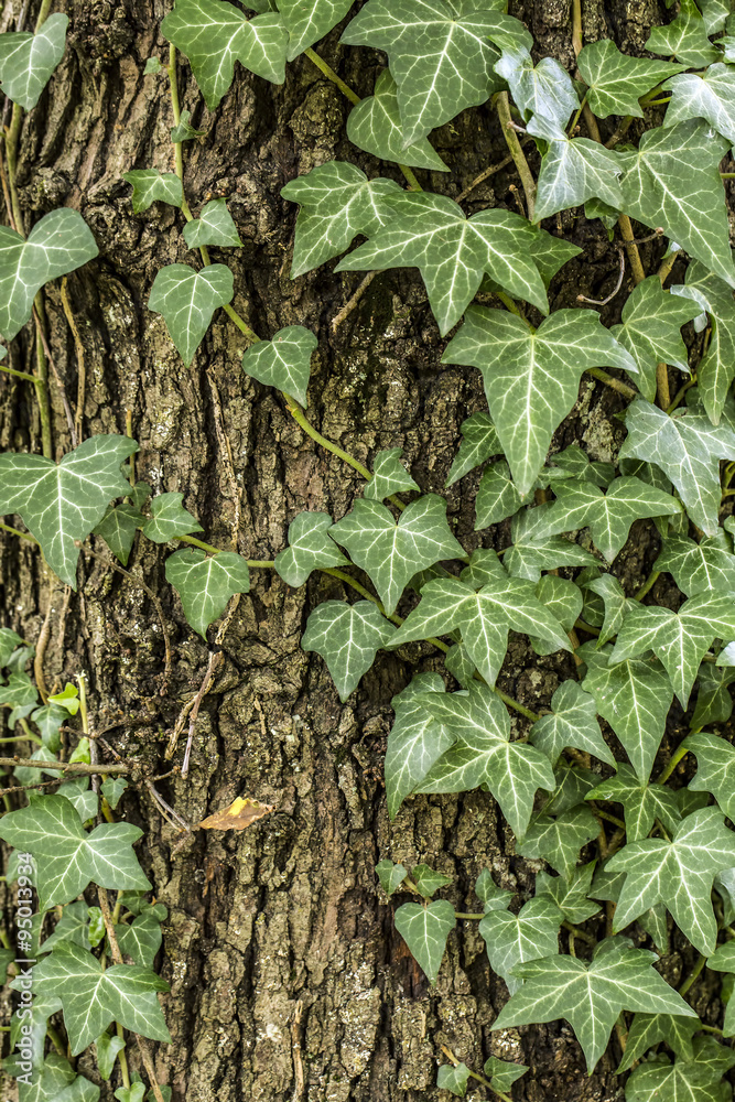 Obraz premium Sarmaşık