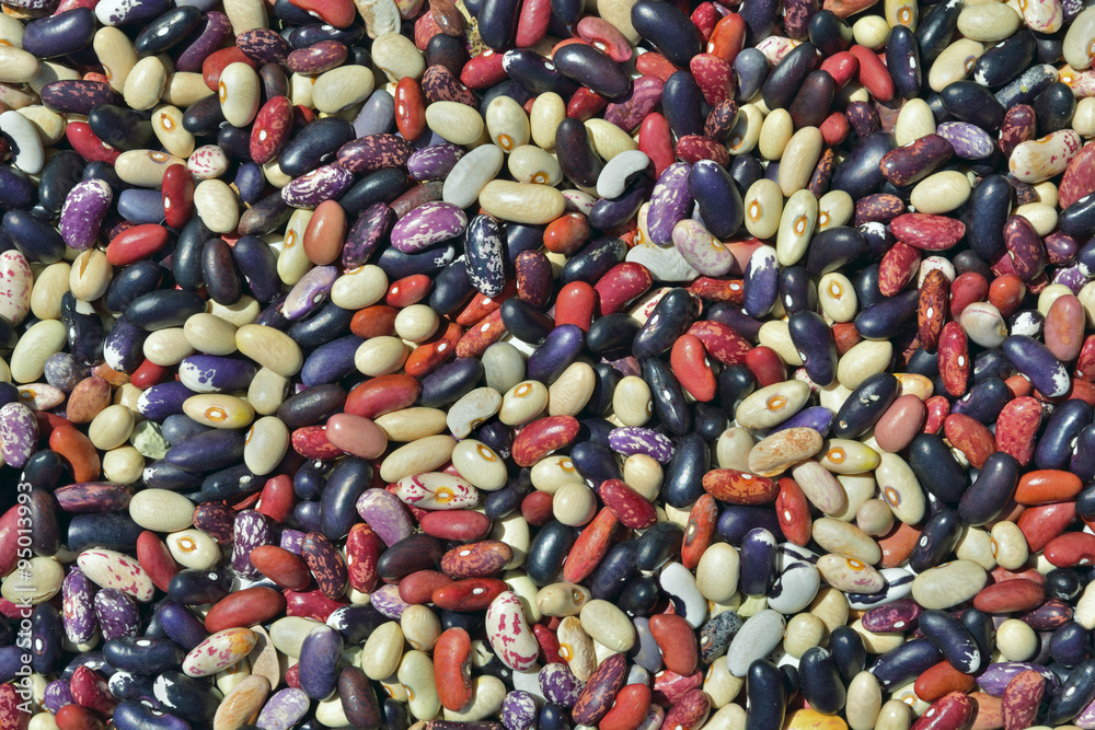 Multicolored beans 4 Multicolored beans 4