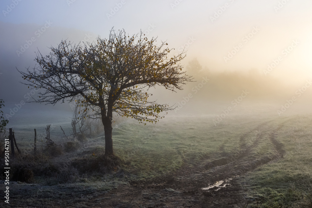 autumn landscape. yellow trees in fog on the meadow autumn landscape. yellow trees in fog on the meadow