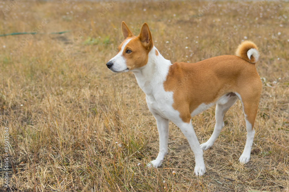 Outdoor portrait of Basenji dog in autumnal grass Outdoor portrait of Basenji dog in autumnal grass