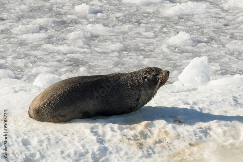 Otarie à fourrure antarctique,Brown Bluff, péninsule Tabarin, Terre de Graham, Antarctique photo