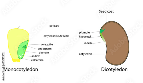 Foto seed plant