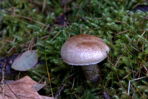 Champignons photo