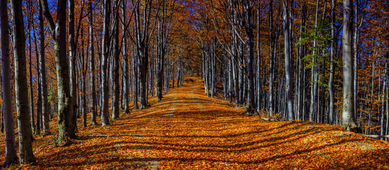 Fototapete Jahreszeiten Bunte Herbstbäume im goldenen Licht  © Gorilla