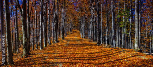 Fototapeta Naklejka Na Ścianę i Meble -  Colorful autumn trees