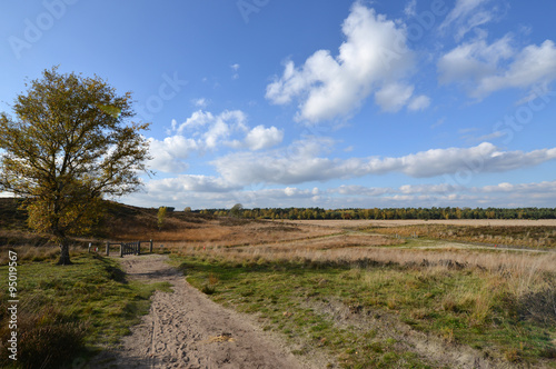 Herbst im Nationalpark Maasduinen