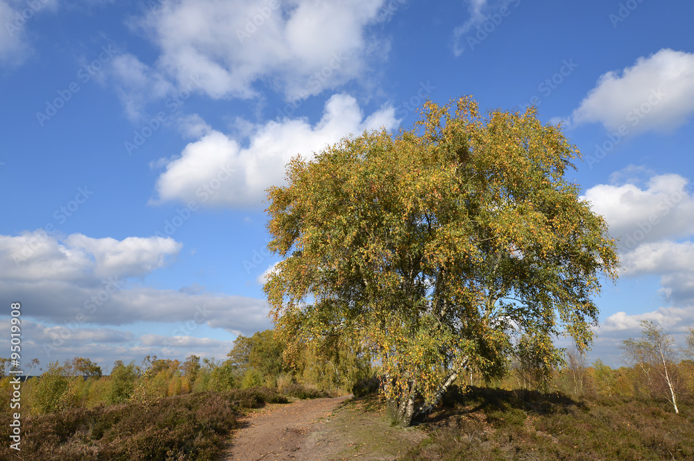 Fototapeta premium Herbst im Nationalpark Maasduinen
