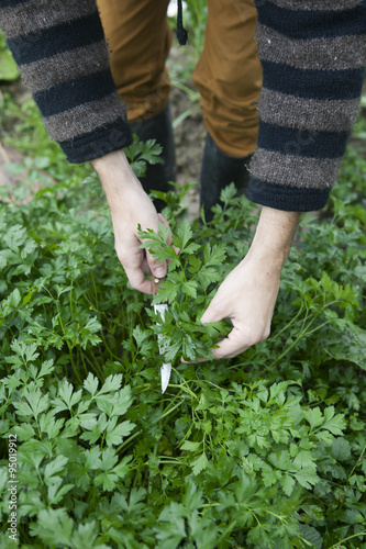 Person picking fresh parsley from the vegetable garden