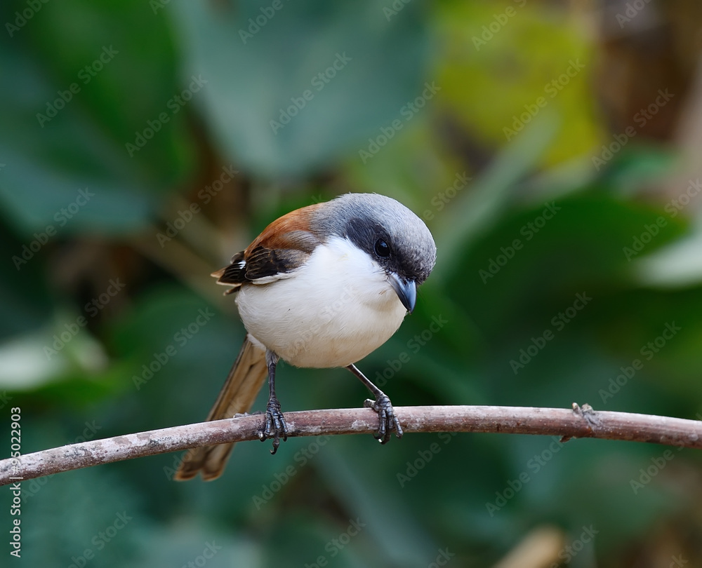 Naklejka premium Beautiful brown bird, Burmese Shrike (Lanius collurioides)