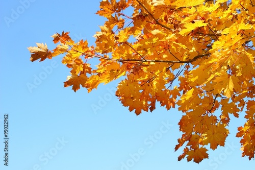 Leaves on branch in autumn