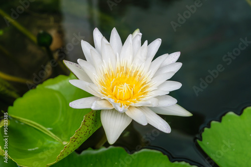 White lotus flower