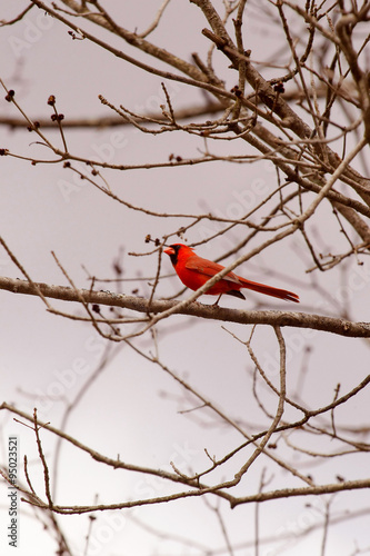 Red Cardinal.