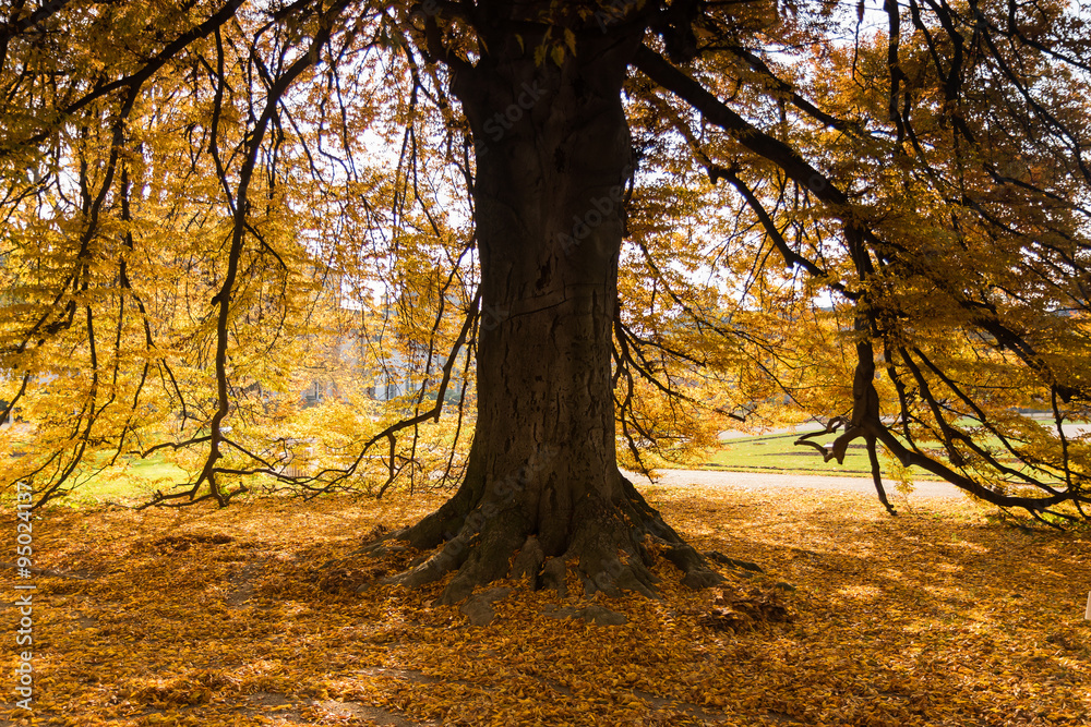 Fototapeta premium Wald, Herbstwald mit bunten Bäumen