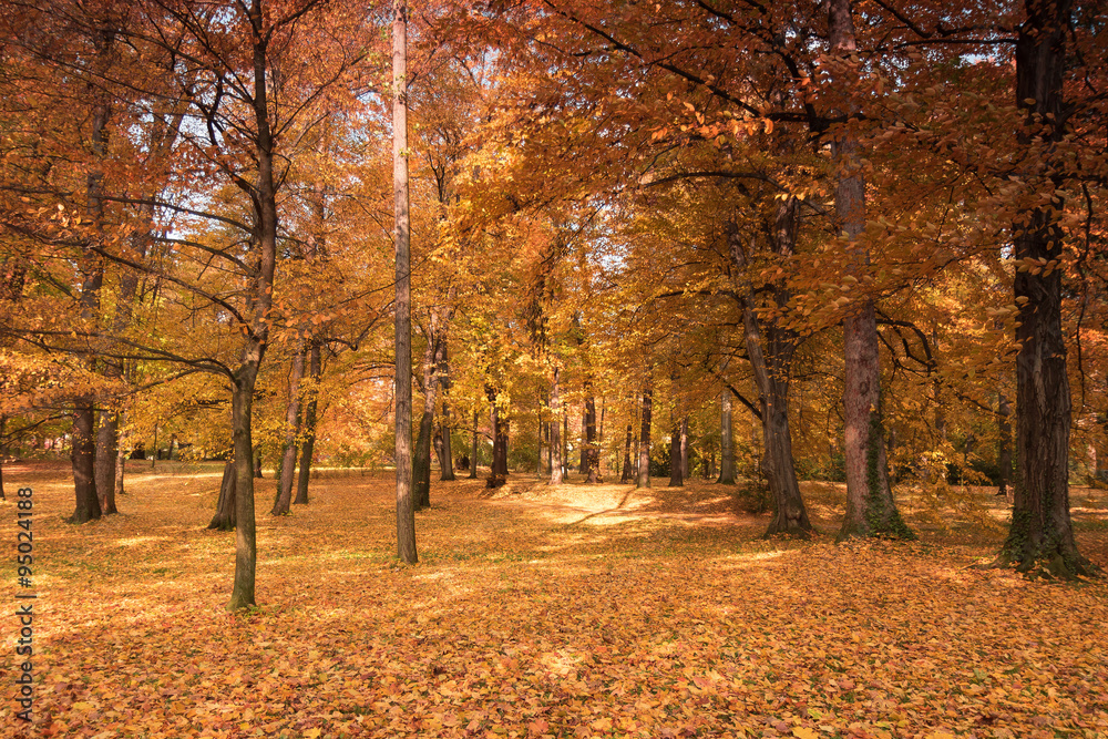 Wald, Herbstwald mit bunten Bäumen